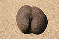 Female fruit Lodoicea maldivica.jpg