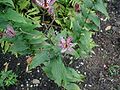 Tricyrtis-hirta-flowers.JPG