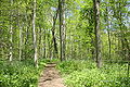 Turkey Run SP, IN 1.jpg