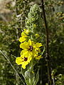 Verbascum boerhavii (inflorescense).jpg