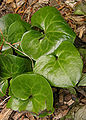 European Wildginger Asarum eropaeum 1976px.jpg