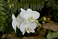 Phalaenopsis white cultivar 2.jpg
