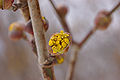 Corneliancherry Dogwood Cornus mas Opening Bud 3008px.jpg