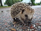 Erinaceus europaeus in Avesta 04.jpg