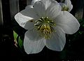 Helleborus-niger.JPG