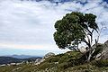 Snow Gum.jpg