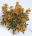 False Holly Osmanthus heterophyllus 'Goshiki' Plant 2000px.jpg