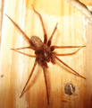 001 Tegenaria domestica cropped.png