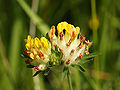 Anthyllis vulneraria (flower head).jpg