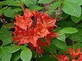 Flame Azalea Rhododendron calendulaceum 'Mandarin Red' Flowers 3264px.jpg