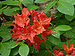 Flame Azalea Rhododendron calendulaceum 'Mandarin Red' Flowers 3264px.jpg