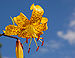 Lily Lilium 'Citronella' Flower 2578px.jpg