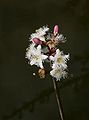 Menyanthes-trifoliata-flower.JPG