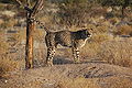 Acinonyx jubatus -Southern Namibia-8.jpg