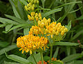 Butterfly Weed Asclepias tuberosa Yellow.jpg