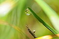 ComputerHotline - Water droplet (by) (3).jpg