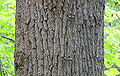 Tulip Tree Liriodendron tulipifera Trunk Bark 3000px.jpg