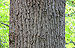Tulip Tree Liriodendron tulipifera Trunk Bark 3000px.jpg