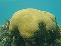 'Brain' coral.JPG