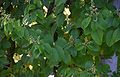 Berchemia-racemosa-total.JPG