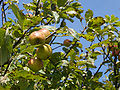 Malus sylvestris fruits.jpg