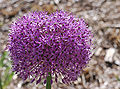 Ornamental Onion Allium 'Gladiator' Flower Head 2691px.jpg