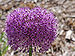 Ornamental Onion Allium 'Gladiator' Flower Head 2691px.jpg