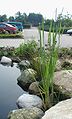 Typha-angustifolia.JPG