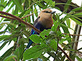 Blue-bellied Roller Coracias cyanogaster Perched 1800px.jpg