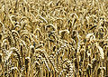 Triticum aestivum (ripe) 3.jpg