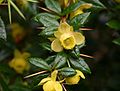 Berberis-verruculosa-flowers.JPG