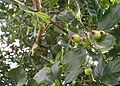 Crataegus-crus-galli-fruits.JPG