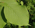 Fragrant Snowbell Styrax obassia Leaf 2500px.jpg
