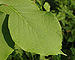 Fragrant Snowbell Styrax obassia Leaf 2500px.jpg