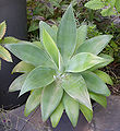 Agave attenuata Pot 2250px.jpg