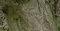 American Hornbeam Bark 500.jpg