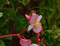 Begonia-minor-flower.JPG