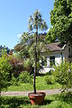 Pinus palustris Rogów 2.JPG