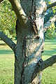 American Sweetgum Liquidambar styraciflua 'Worplesdon' Trunk 2000px.jpg