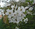 Prunus-avium.JPG