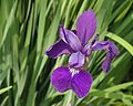 Siberian Iris Iris sibirica Flower 2500px.jpg
