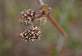 Ulmus-glabra-flowers.JPG