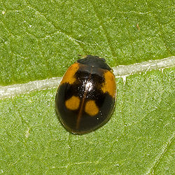  Coccinelle à deux points (Adalia bipunctata)