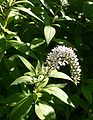 Lysimachia-clethroides-flowers.JPG