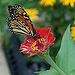 Monarch Butterfly Small Red Zinnia 1200px.jpg