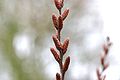 Myrica-gale-male-catkins.JPG