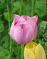 Pink tulip flower.jpg