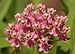 Swamp Milkweed Asclepias incarnata Flowers Closeup 2800px.jpg