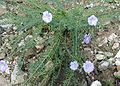 Linum-perenne-habit.JPG