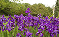 Siberian Iris Iris sibirica Flowers 3008px.jpg